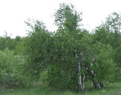 Прикрепленное изображение: 001.jpg